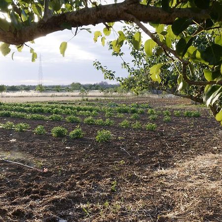 Agrimat Salento Sas Villa Alezio Eksteriør bilde