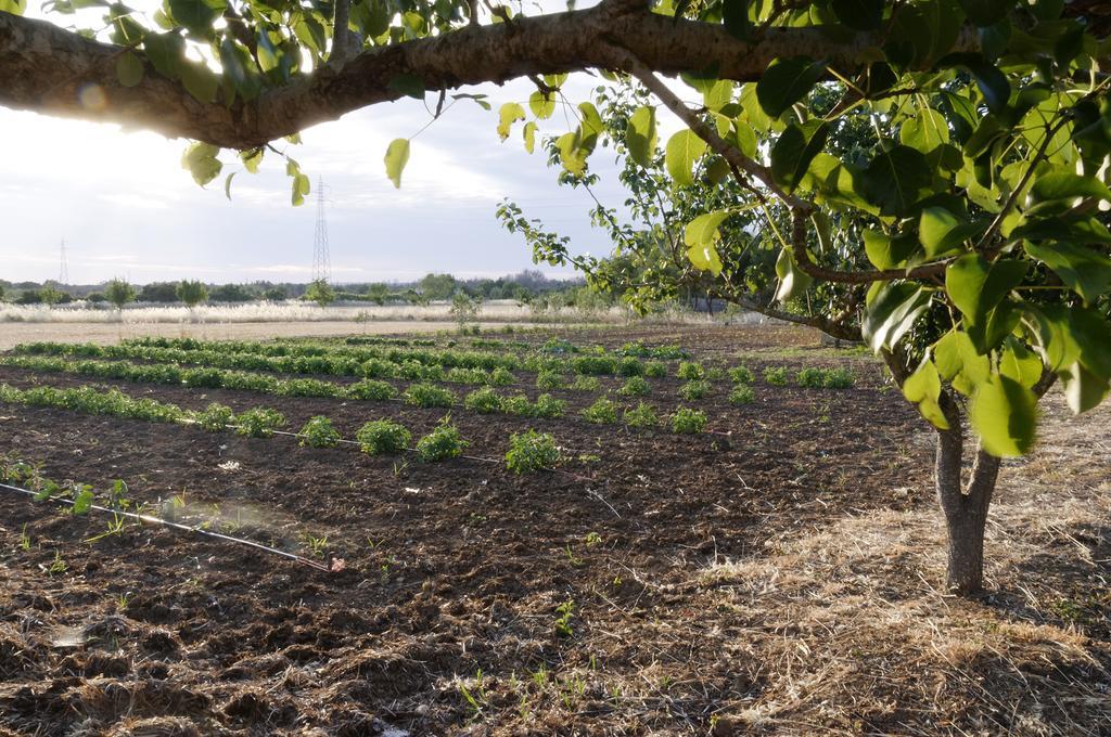 Agrimat Salento Sas Villa Alezio Eksteriør bilde